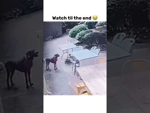 Watch til the end 😠#bruh #memes #meme #subscribe #trending #shorts #capcut #dog #dogs #lol #pets