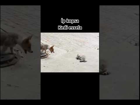 İp kopsa Kedi essela #dublaj #komikdublaj
