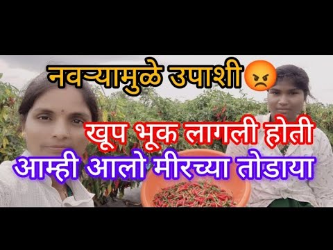 आज गेलो मिरच्या तोडा या😏 दुपारी जेवण केलं नाही खूप भूक लागली होती😔 नवऱ्या मूळू उपाशी 😡