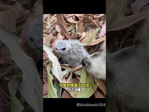 강아지와 산책중 발견한 아기 부엉이를 데려왔더니 생긴 변화