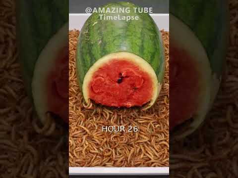 10.000 Worms VS Watermelon