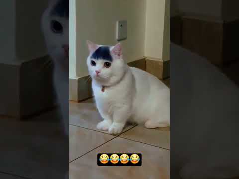 Котики с необычным окрасом #смешныекоты #тренд #забавные #animals #смех #funny #рек