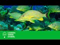 Understanding Ecosystems and Biomes