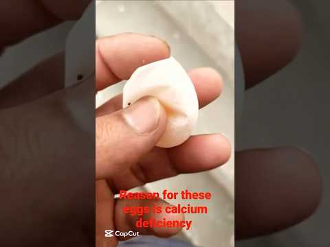 Kabutaro Ka Calcium Pura Karna Ka Ilaj ☺️🥚🕊️ || #viral #petsforshoq #supportme #subscribe #like