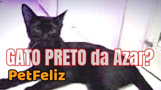 DEVOLVIDO POR SER HIPERATIVO, gatinho preto adotado