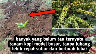 TANAM KOPI MODEL BUSUR CEPAT SUBUR DAN BERBUAH LEBAT