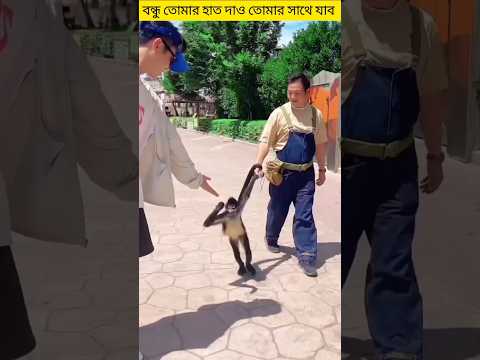 দোল দোল দুলুনি রাঙ্গা মাথায় চিরুনি #shorts #dog#youtubeshorts