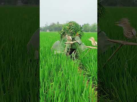 বুদ্ধিমান শিকারির অসাধারণ কৌশল🦩 #new #super #viral #short #video