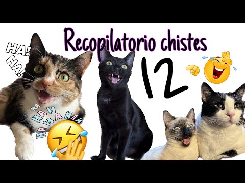 Recopilatorio 12 chistes BlackMisy