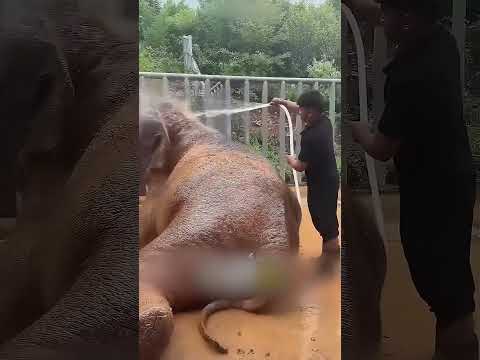 ازاي بيخدعوا النمر عشان يستحمى في الماية🐯