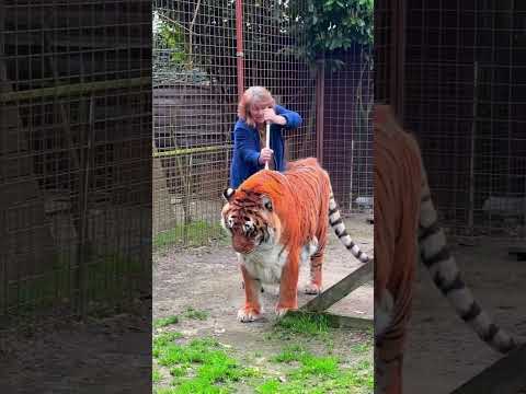 Being the mother of a Tiger ? #tiger #lion #mother #normandie #caressedetigre
