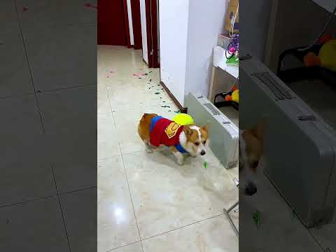 Poping ballon. challange for dog