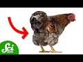 Innovative Oil Spill Cleanup Methods