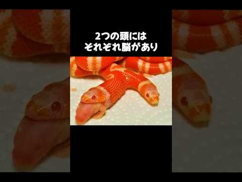 こんなヘビが生まれることはもう二度とないかも #動物 #雑学