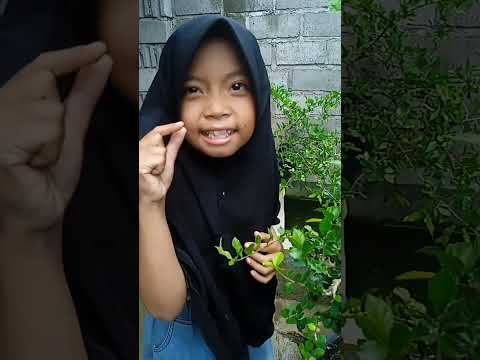 Pelit kali lah buuuk... #shorts #parodi #lucu