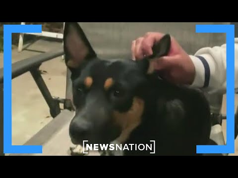 YouTube video thumbnail: Dog in Alabama Human Bones Discovery Linked to Murder Mystery