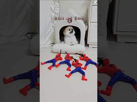 강아지 터미널 챌린지🐶 #remix #funny #shorts #강아지 #pomeranian