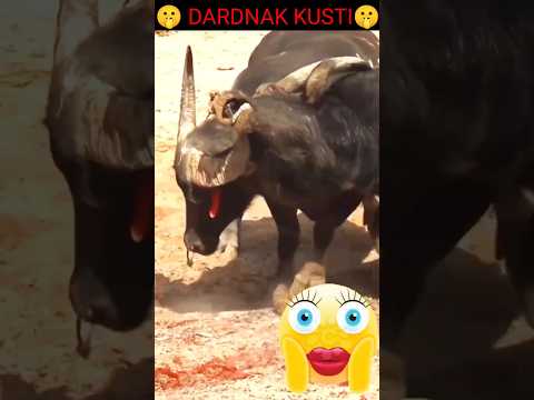kushti ka Khiladi 😱😱😱😱 #shorts #ytshorts #trendfacts #viralfacts #bigatakt