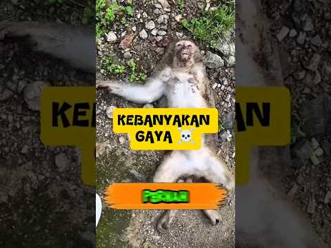 Kebanyakan Gayaโ Paling Parah di Alam Liarโฆ ๐ญ