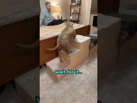 This Doggy Fell In The FUNNIEST WAY!