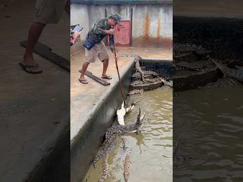 #crocodile #shortvideo #fishing #youtubeshorts #animals
