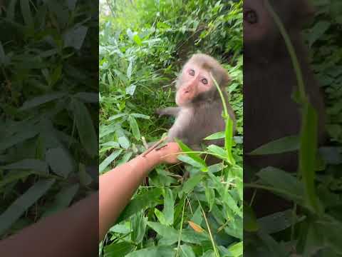 She Tried to Outsmart a Monkey Big Mistake | She Was Curious But the Monkey Was Furious 😱