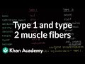 Distinguishing Type 1 and Type 2 Muscle Fibers