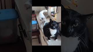 Los Gatos Más Graciosos De Internet PARTE 2