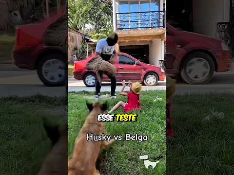EXPERIMENTO PARA VER A REAÇÃO DE CÃES A UM SEQUESTRO😳
