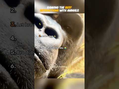 Ranking The Best Interactions With Animals