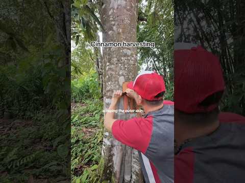 This is how cinnamon is harvested