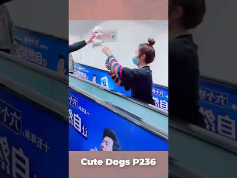 Cho đi một bé Sóc nhận về triệu yêu thương #shorts | Cute Dogs On Top Top China P236