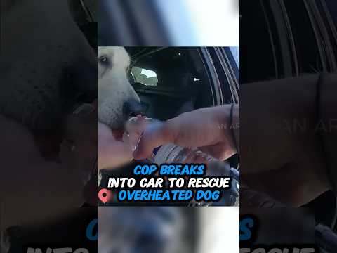 Cop Breaks Into Car To Rescue Overheated Dog