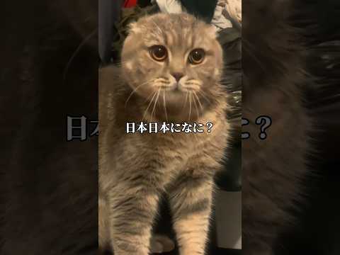 喋るネコ【※アフレコではありません】