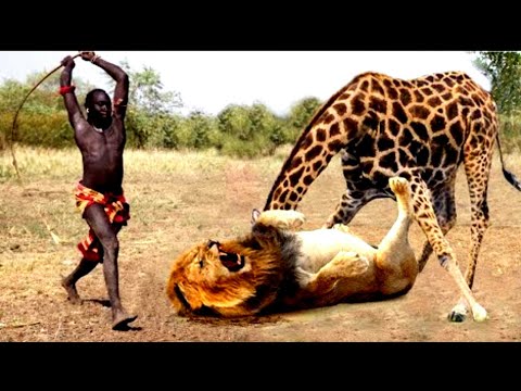 عالم الحيوان مدهش 🦁🌍🐾أقترب هذا الأسد من الزرافة 🦒، ولكن ما حدث لم يكن متوقعًا! 😲✨#عالم_الحيوان