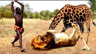 عالم الحيوان مدهش 🦁🌍🐾أقترب هذا الأسد من الزرافة 🦒، ولكن ما حدث لم يكن متوقعًا! 😲✨#عالم_الحيوان