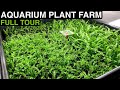 Aquatic Plant Care and Substrates