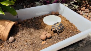 FAZENDO UM TERRÁRIO PARA O NOSSO JABUTI 🐢 Donatelo