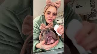 What Type of Dog Is Your Dog? | The Dodo