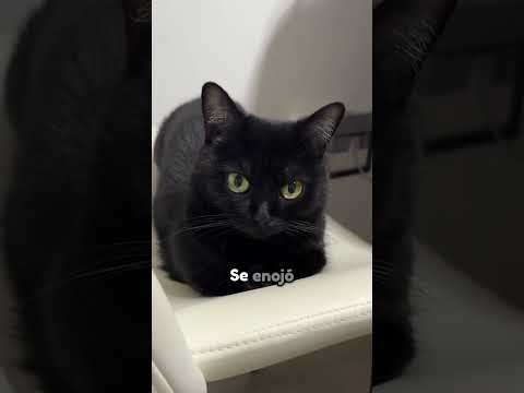 Estos gatos negros aman jugar al escondite con su dueño #animales #shorts