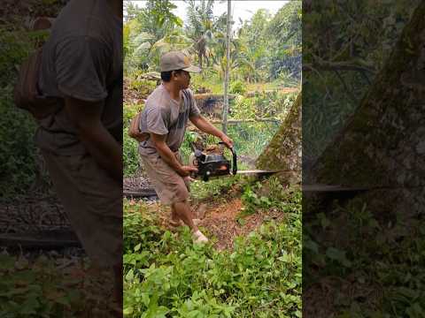 Ahli nya penebangan pohon kelapa pas rubuh nya