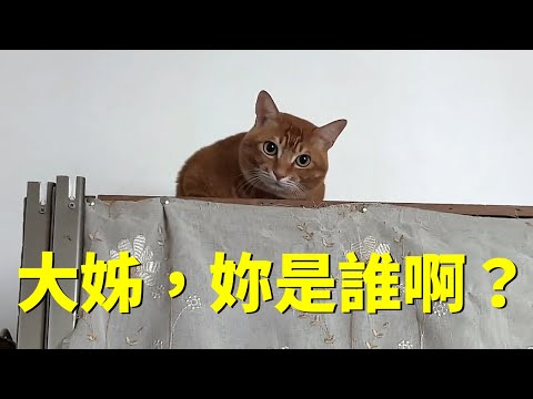 我養了六年的貓不認識我⋯⋯