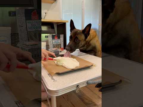 Dog Bark Treat #dogmom #belgianmalinois #dogtreats #doghelp