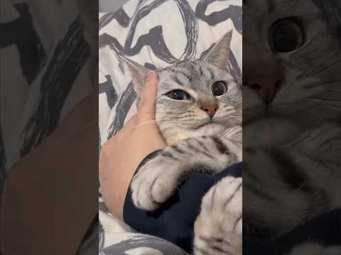 【猫動画】猫に愛情を注ぎ続けた結果こうなりました‼︎#shorts