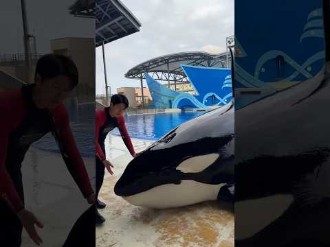 Trainer Knows Dolphin’s Secret Reason #shorts