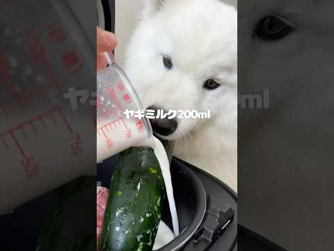 鶏のミルク煮つくったら爆食してくれました!