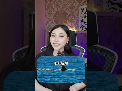 Sirip Di Laut Belum Tentu Itu Adalah Hiu, Bisa Jadi Lumba Lumba