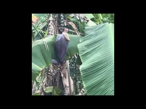 Plátanos y Guineos en Central Florida