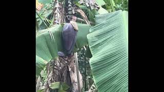 Plátanos y Guineos en Central Florida