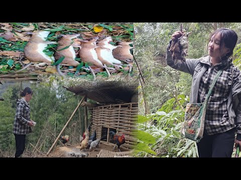 Living alone in the wild, trapping mice and raising chickens in a bamboo house in the natural forest